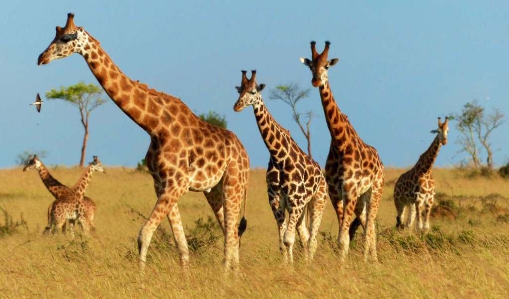 Giraffes - Murchison Falls National Park
