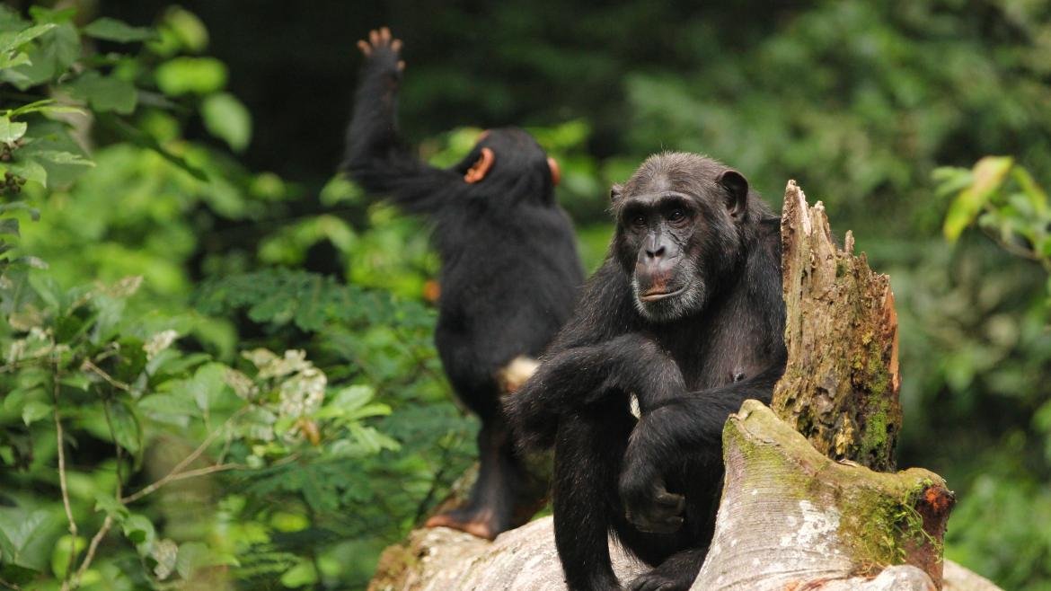 kibale chimpanzee trekking safari