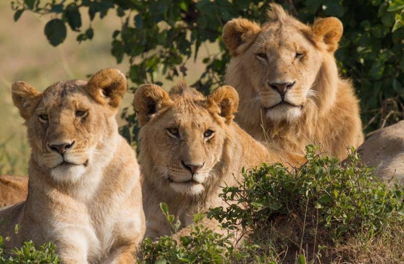 Maasai Mara National Park