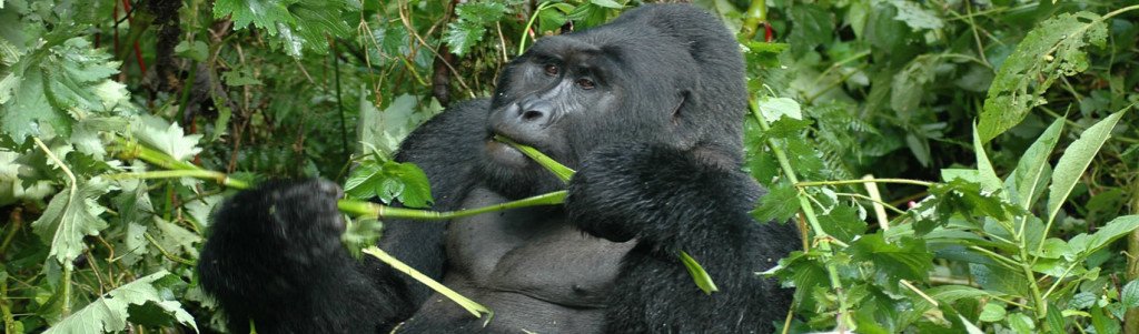 Outstanding Tour Packages in Uganda 