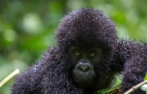 Gorilla trekking in Uganda