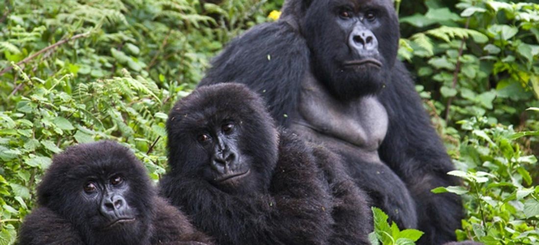 6 days uganda gorilla and wildlife safaris