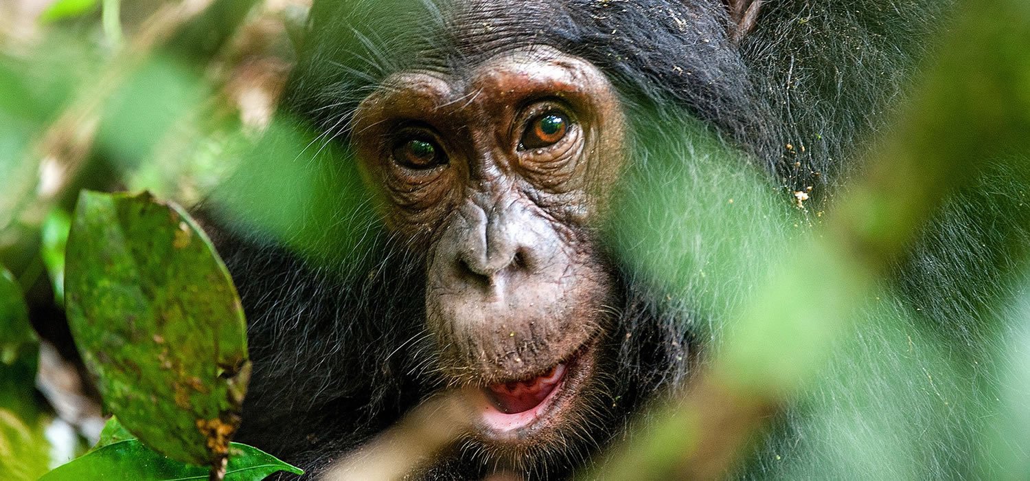 Chimpanzee Trekking in Kibale Forest