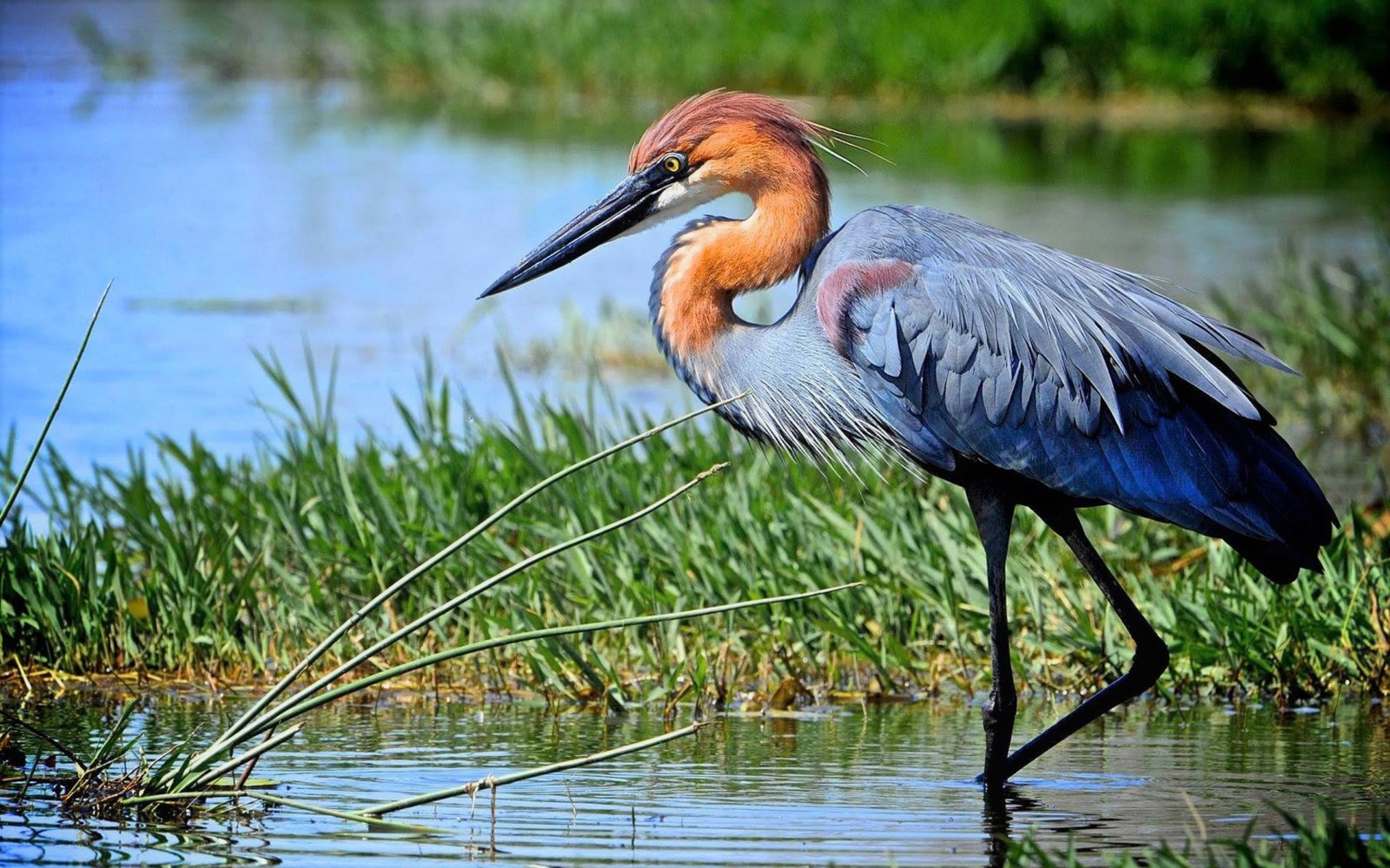 Birds - Lake Mburo National Park