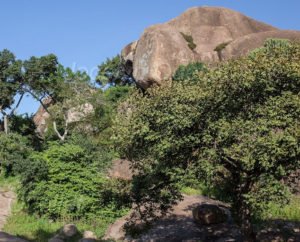 Nyero Rock painting