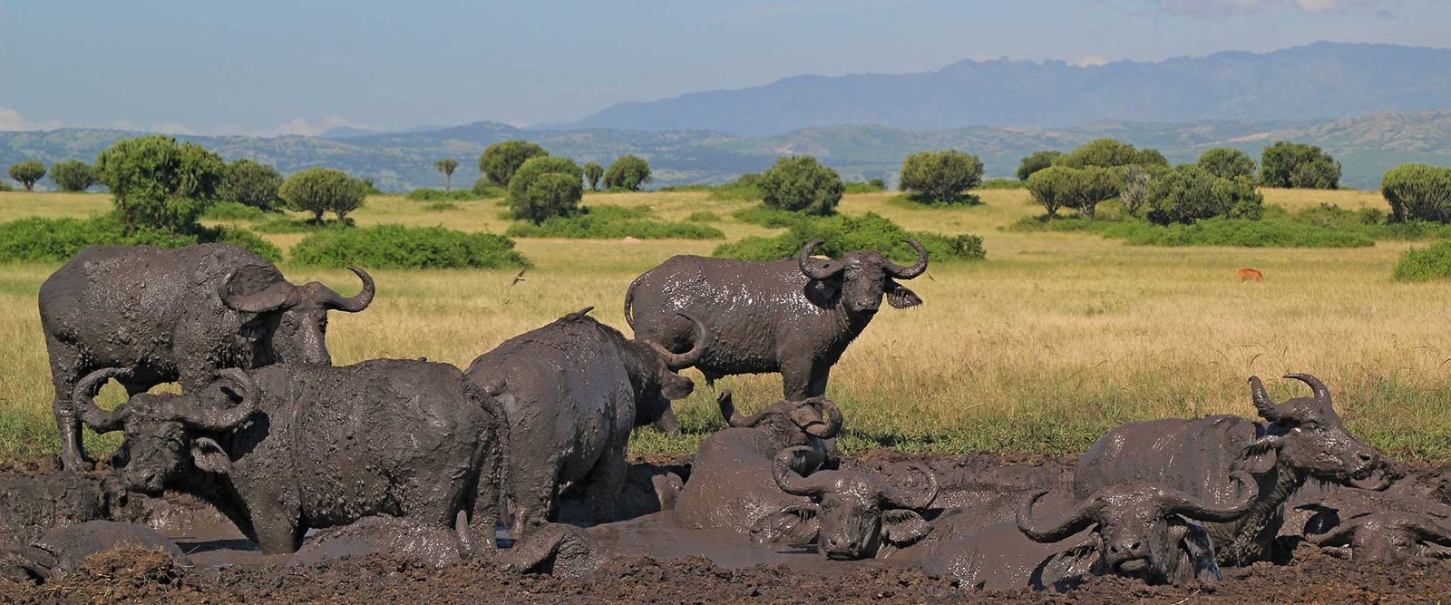 QUEEN ELIZABETH NATIONAL PARK