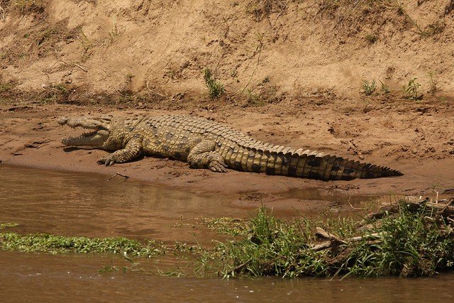 Crocodiles - Reptiles