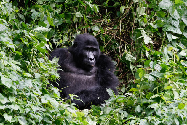 Gorilla Uganda safaris