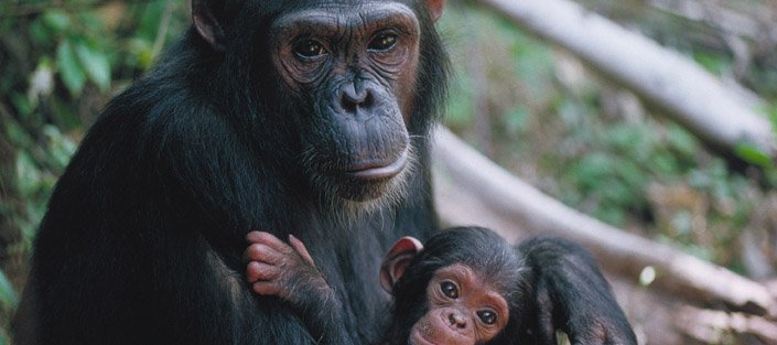 Ngamba Island chimpanzee sanctuary