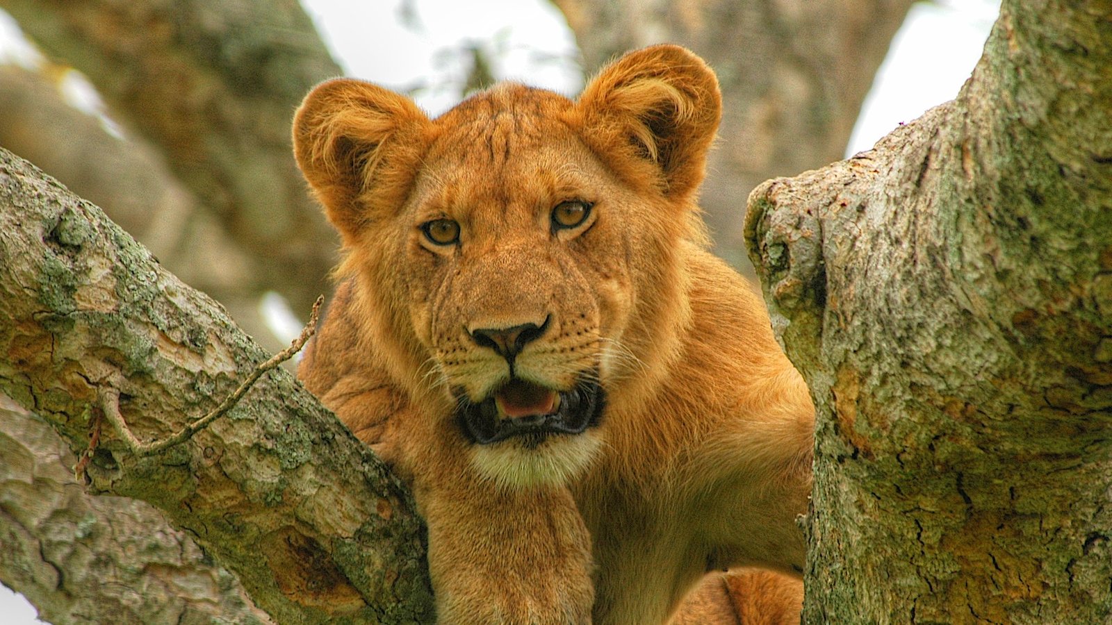 African Lion Uganda
