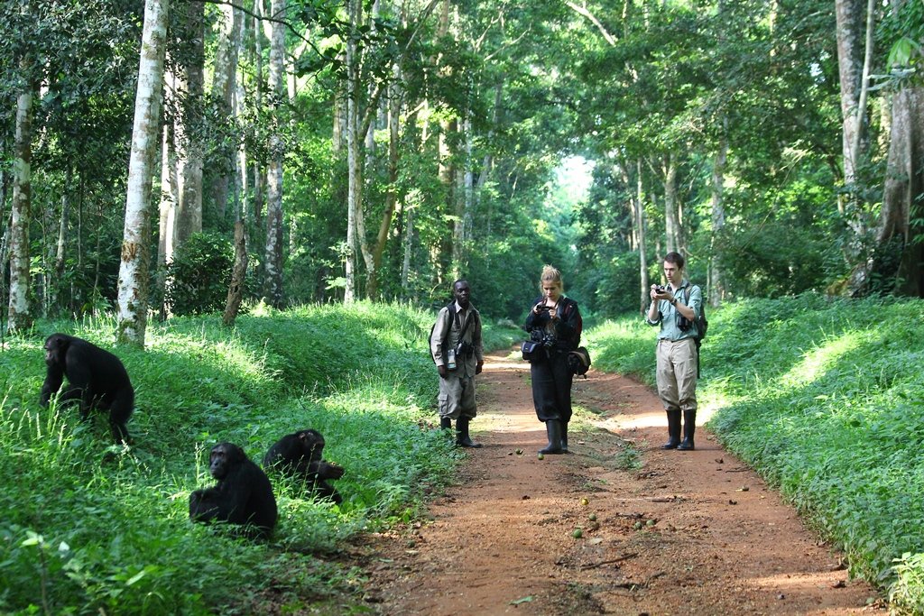 Nature Walk in Budongo Forest