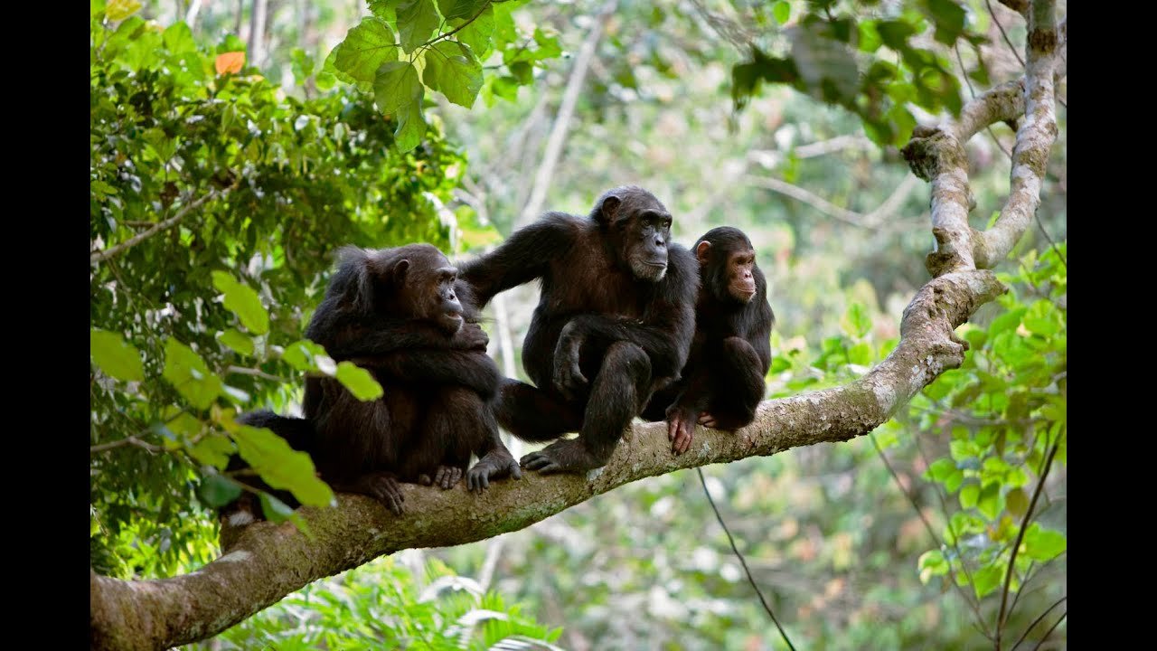 Gombe National Park