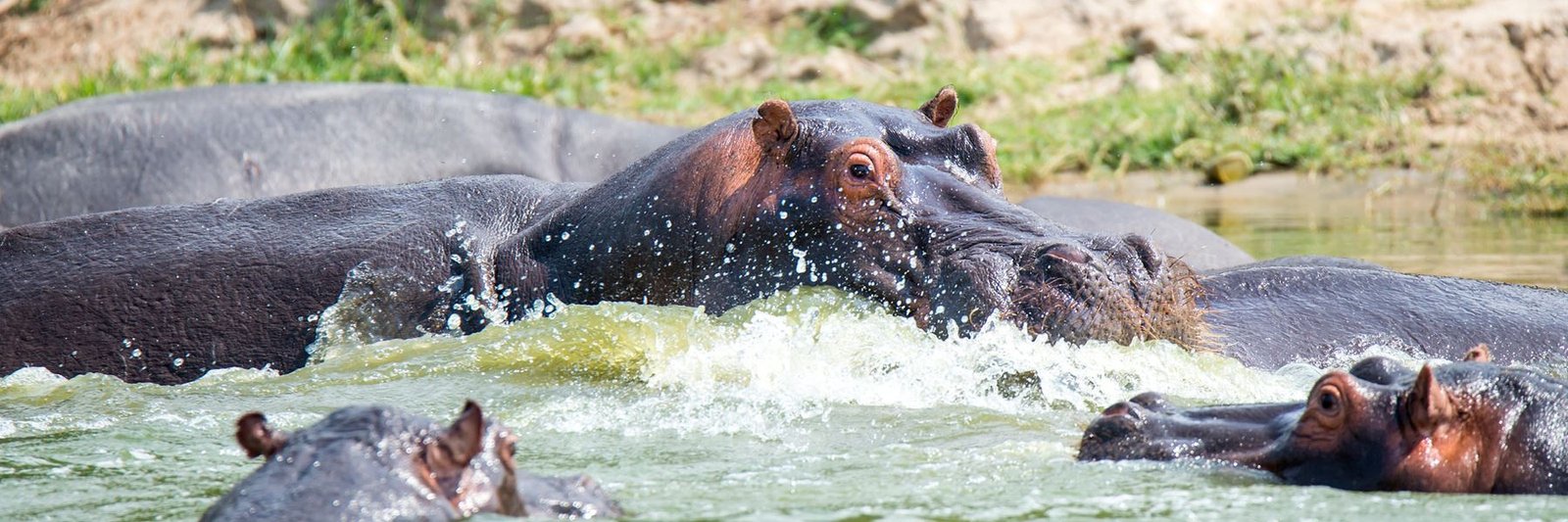 Hippo Census