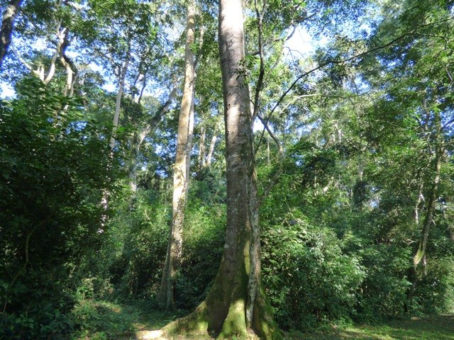 Mpanga Forest