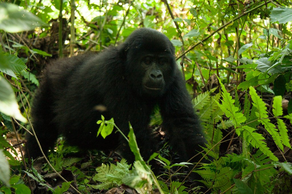 Bitukura Gorilla Group in Bwindi Impenetrable National Park