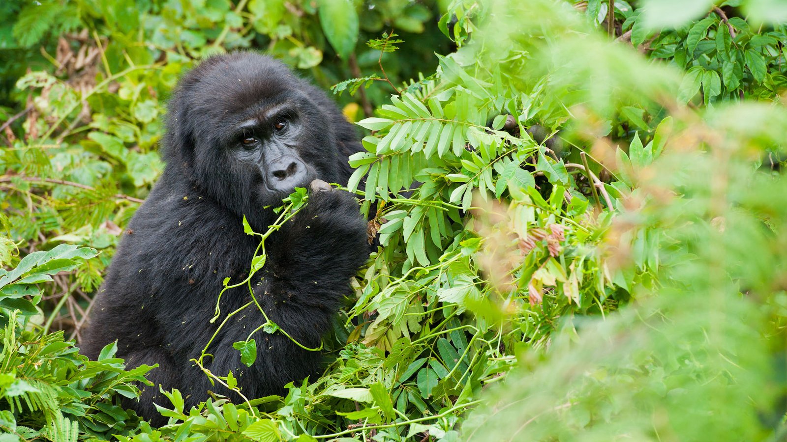 Bushaho Gorilla family
