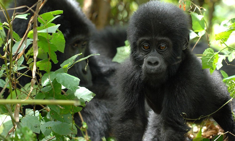 Nkuringo gorilla family group