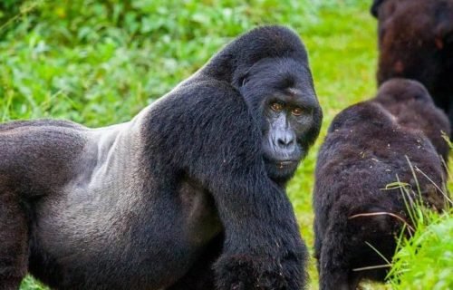 Gorilla trekking rwanda