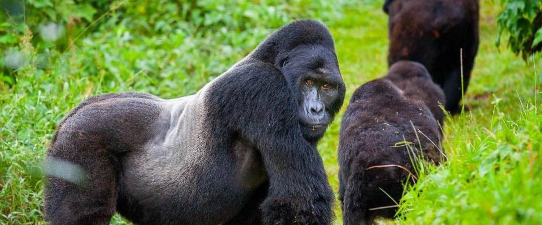 Gorilla trekking rwanda