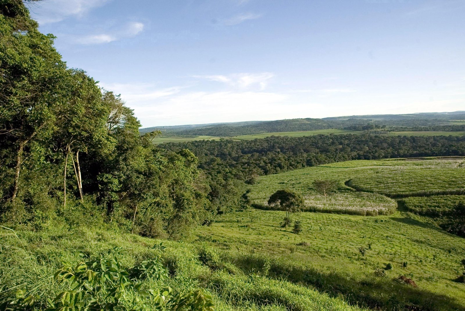 Mabira Forest Reserve Safari Guide