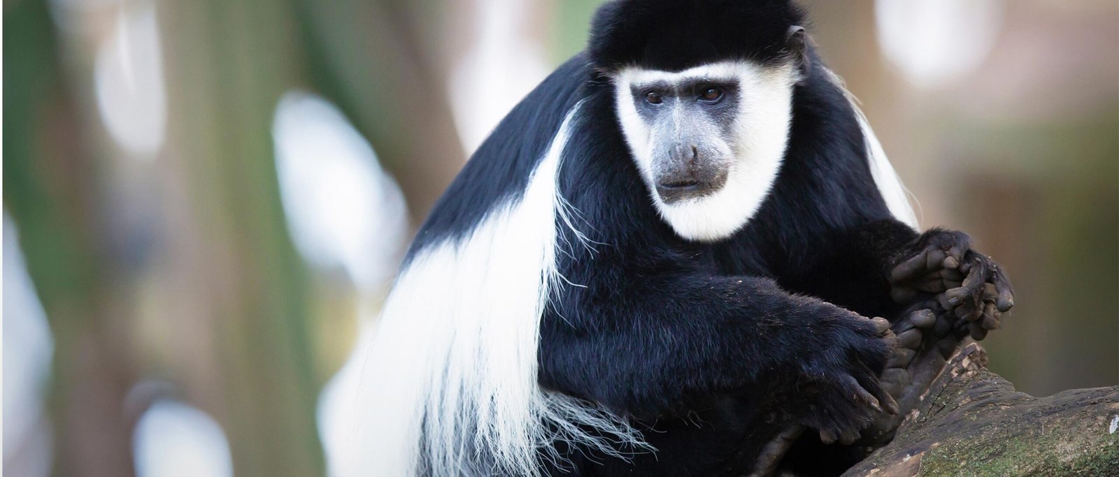 Black-and-White Colobus monkey