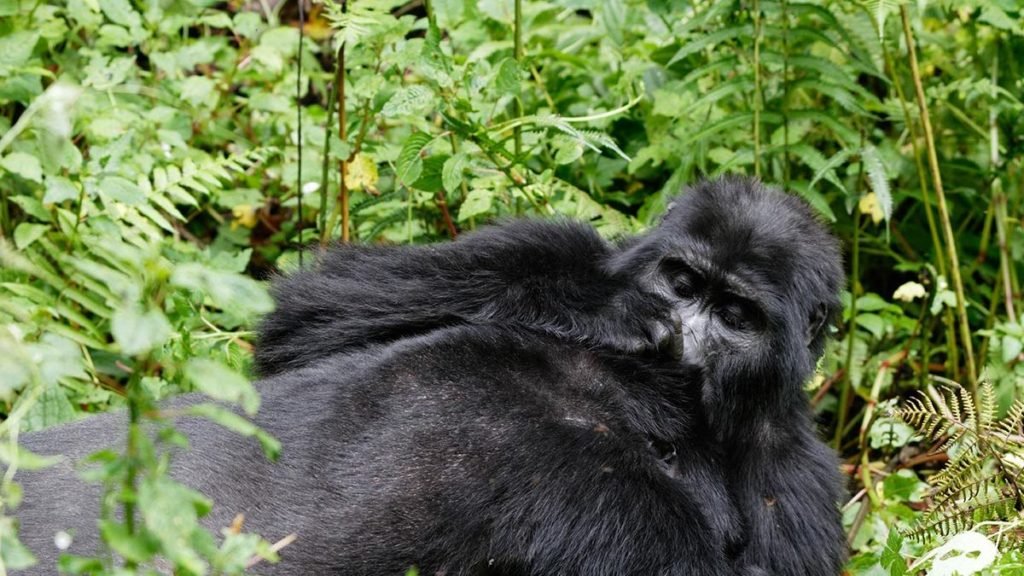 Gorilla trekking safaris in Uganda