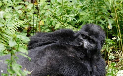 Gorilla trekking safaris in Uganda