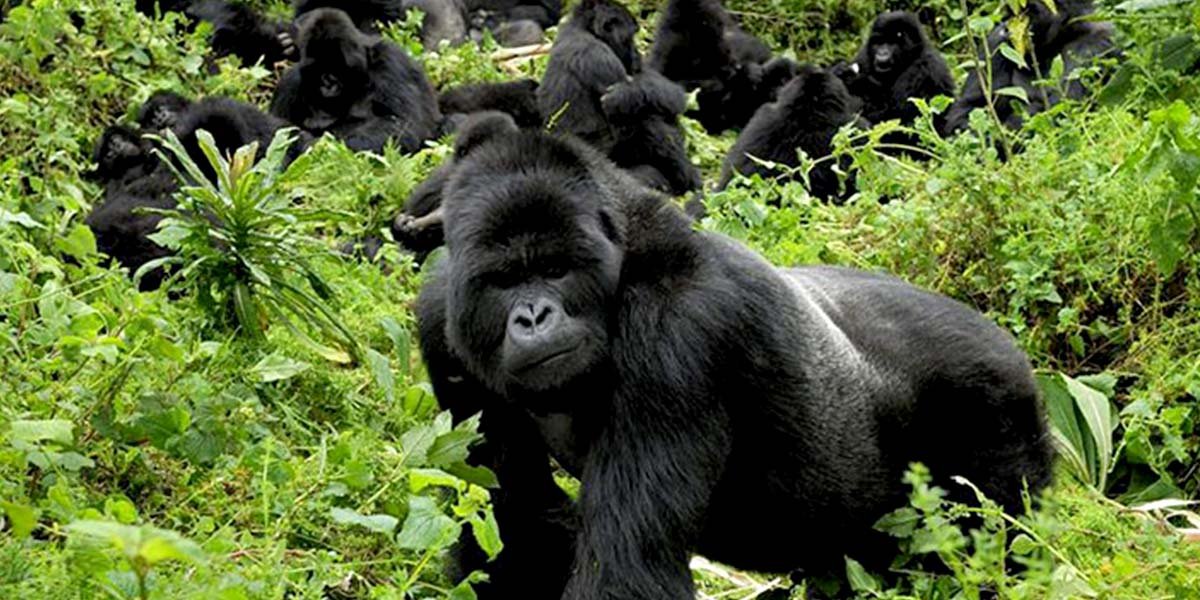 Gorilla Safaris