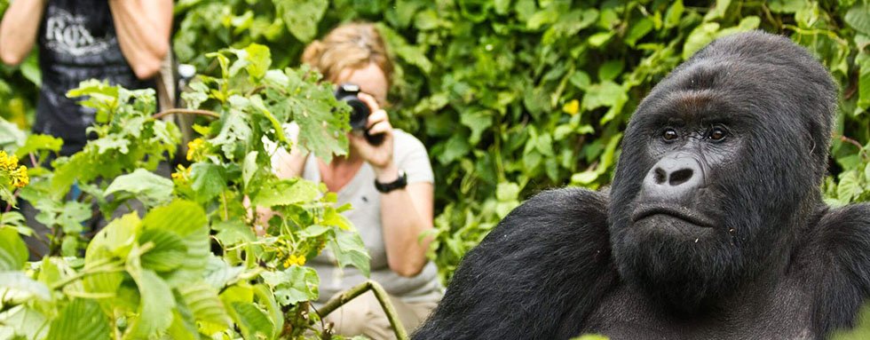 Uganda is safe for gorilla tracking