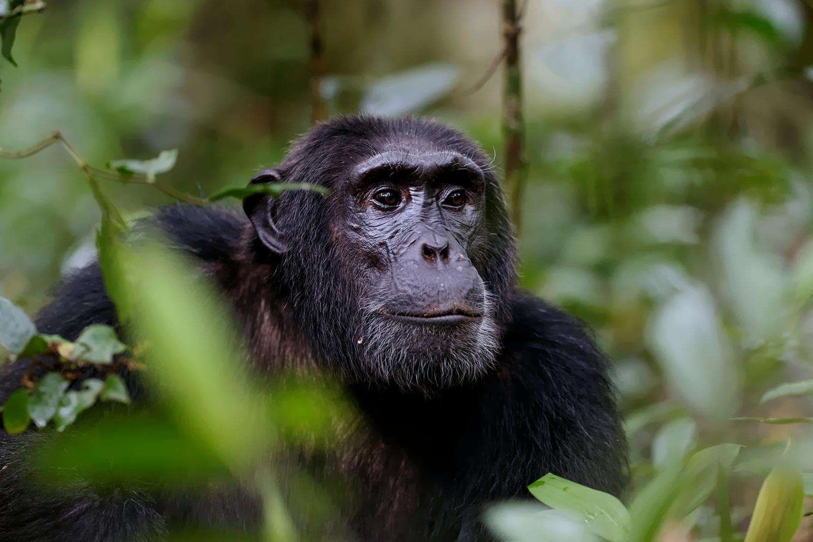Facts About Chimpanzees You Didn't Know