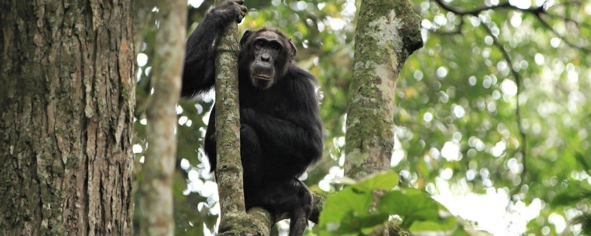 chimpanzee trekking in Rwanda