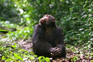 Chimpanze in kyambura gorge