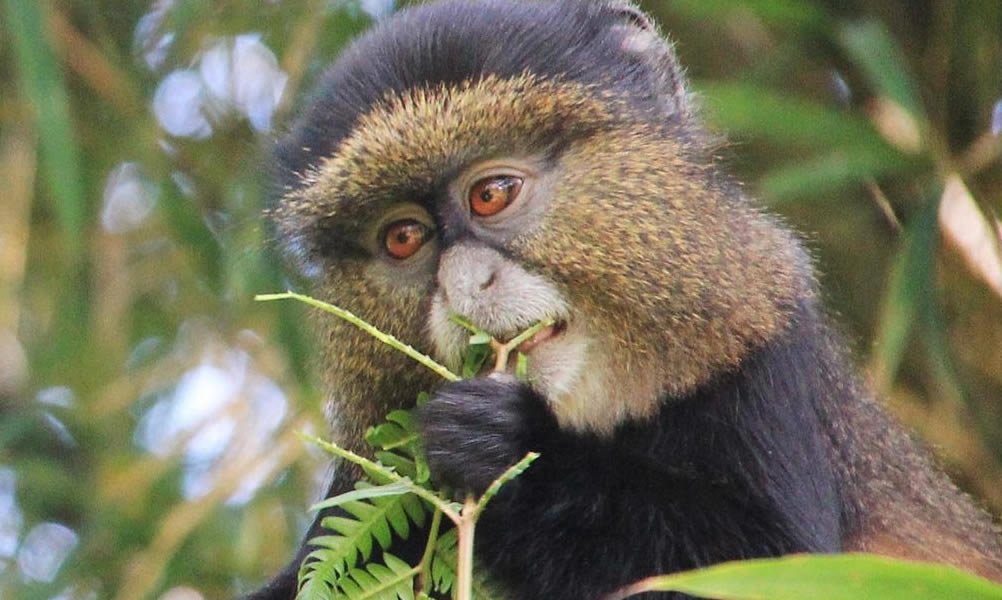 Golden Monkey Experience in Volcanoes National Park