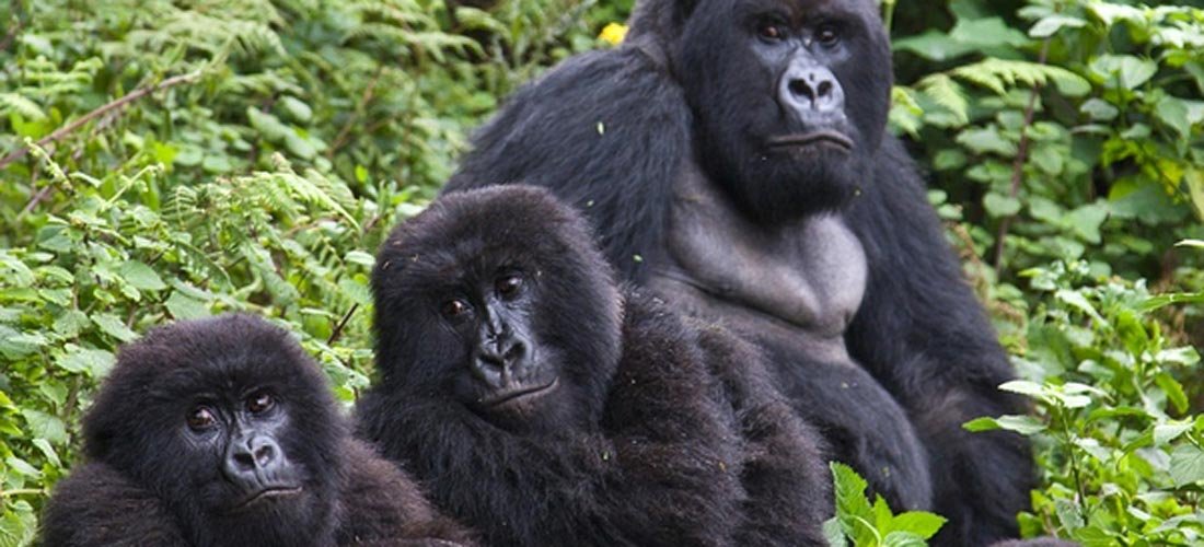 Gorilla Trekking in Bwindi National Park