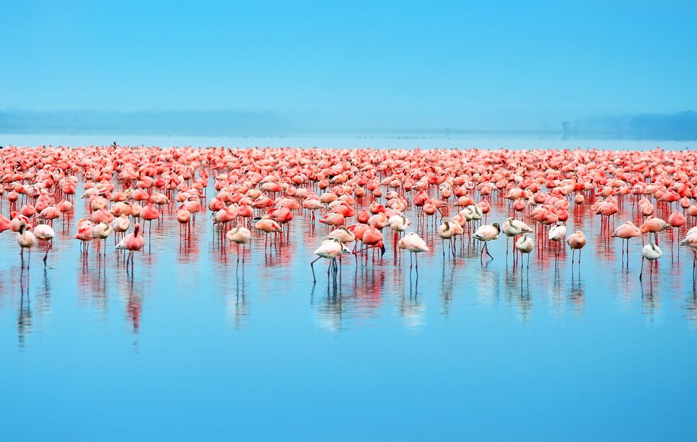 Greater flamingos in Lake Nakuru