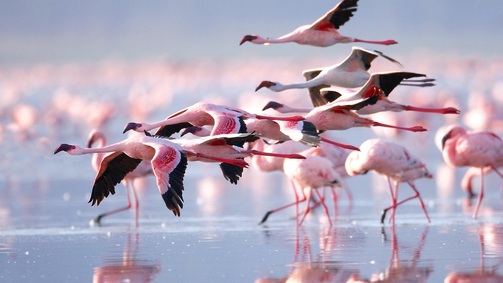 lesser flamingos on lake Nakuru Kenya