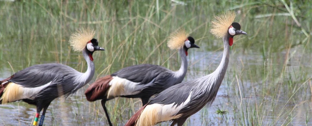 Birding at Umasambi VillageNature Reserve Center