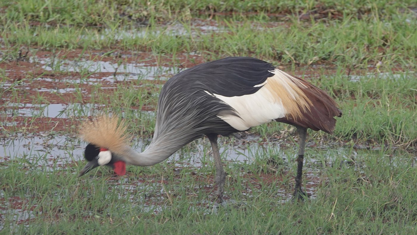 Birding in Amboseli National Park