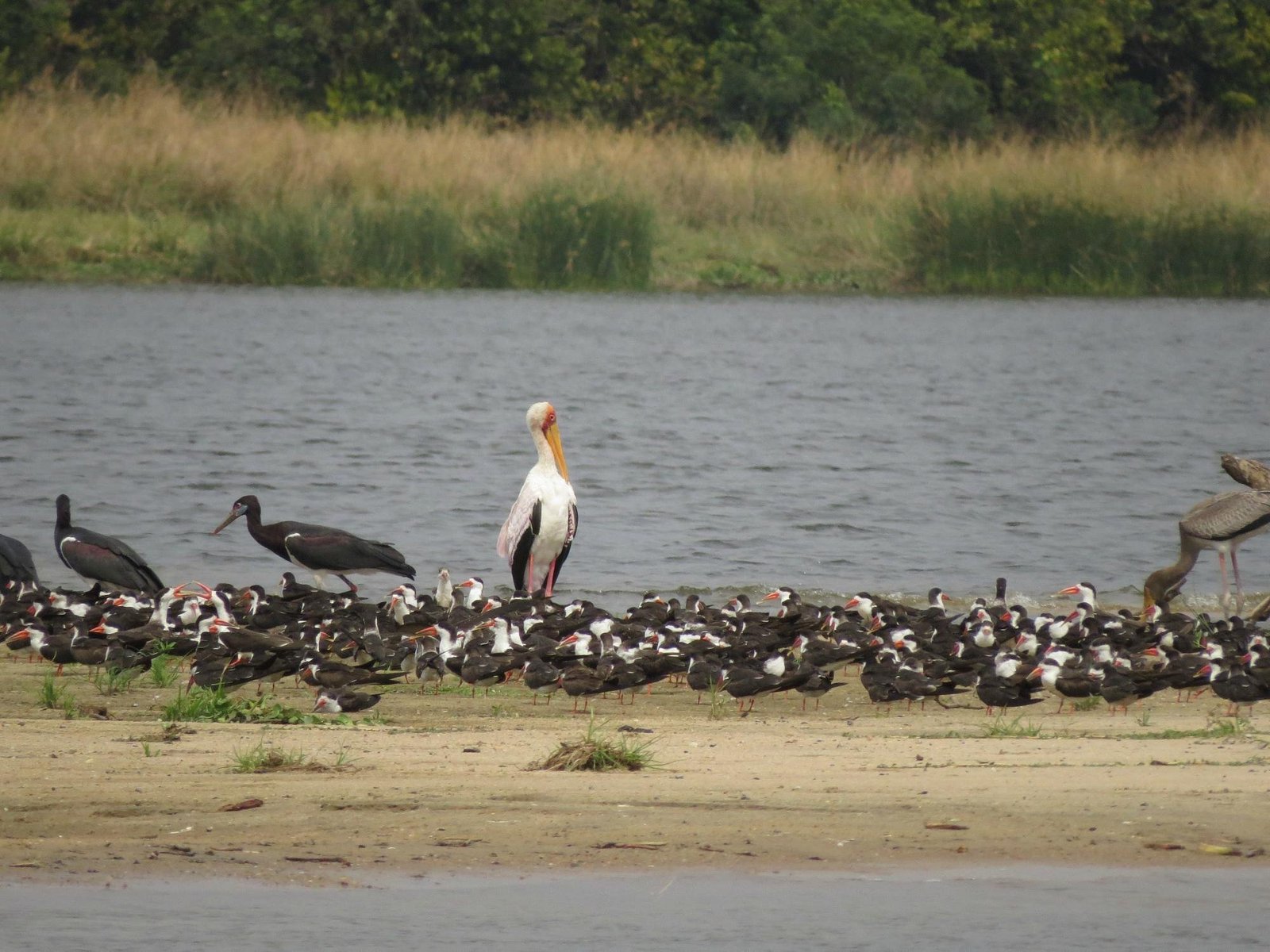 Boat Cruise Murchison falls