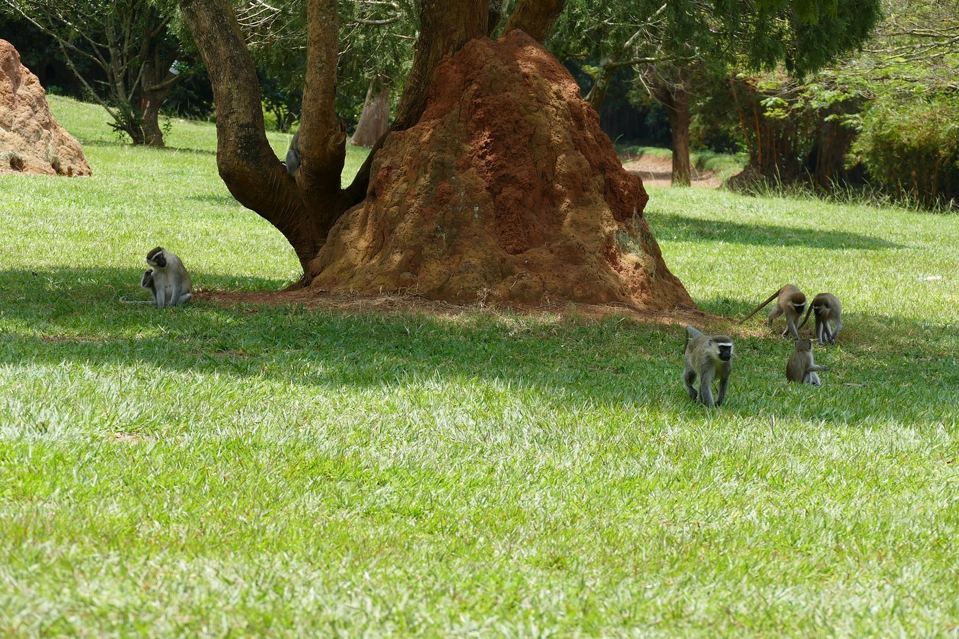 Botanical Gardens