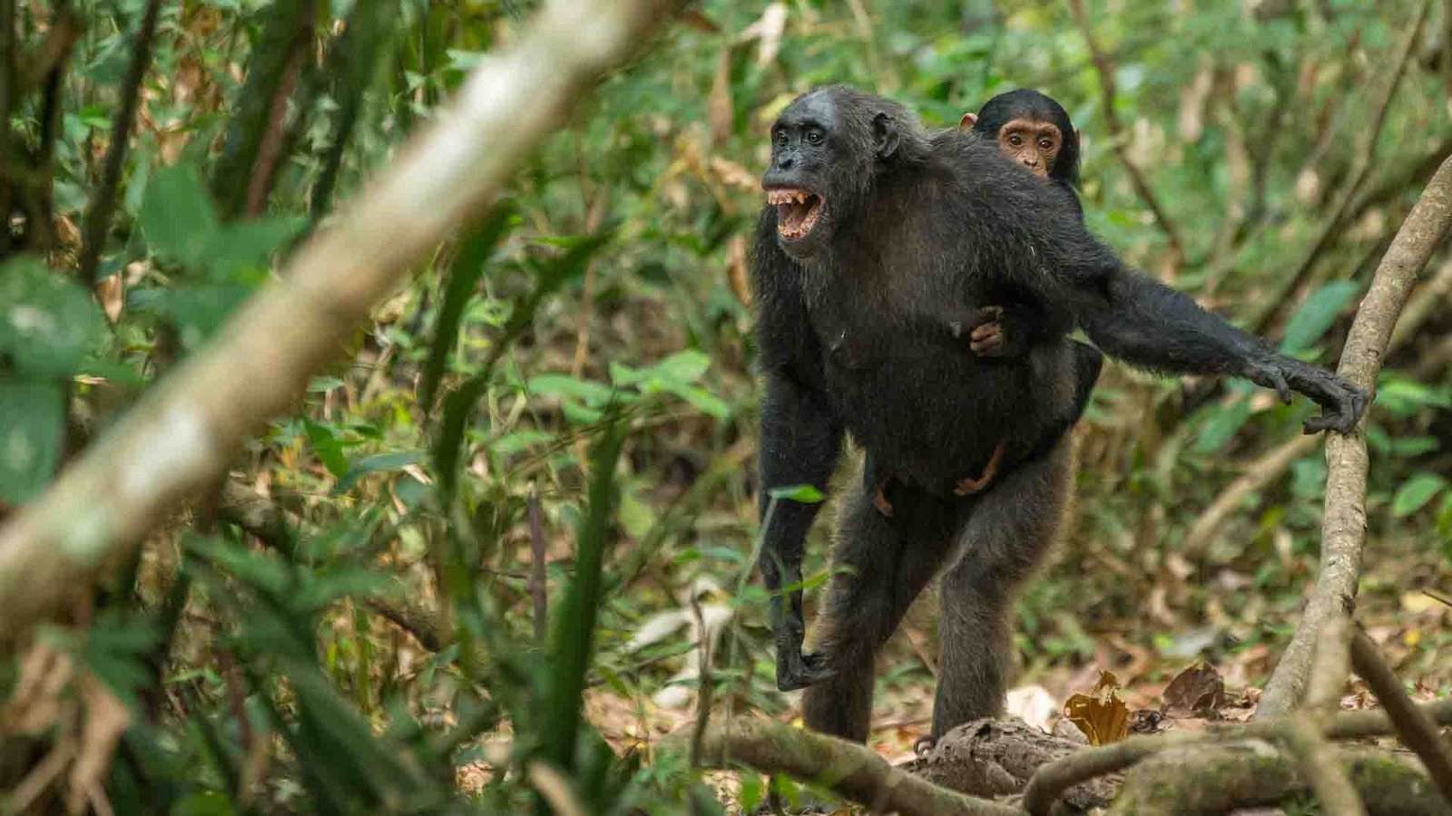 Chimpanzees in Mahale Mountain National Park