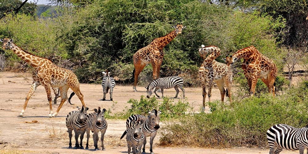 Game viewing in Katavi National Park
