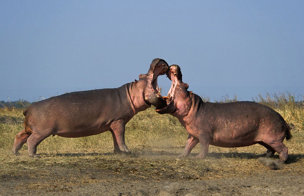 Katavi National Park