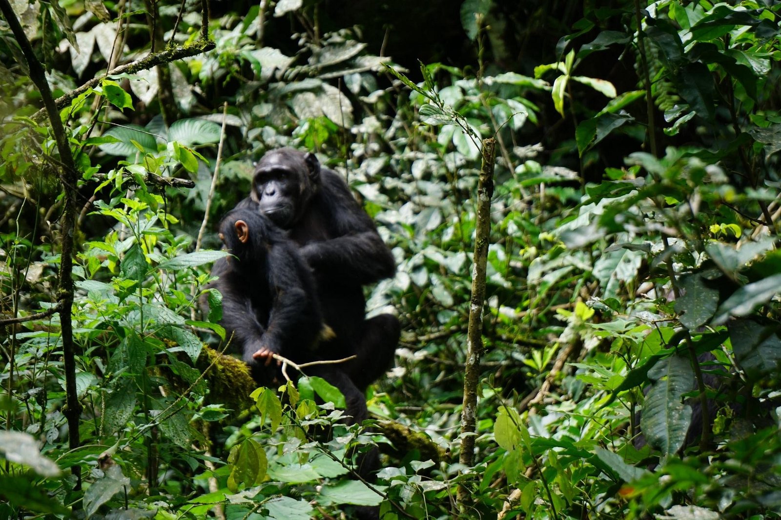 Chimpanzee trekking in Kibale National Park