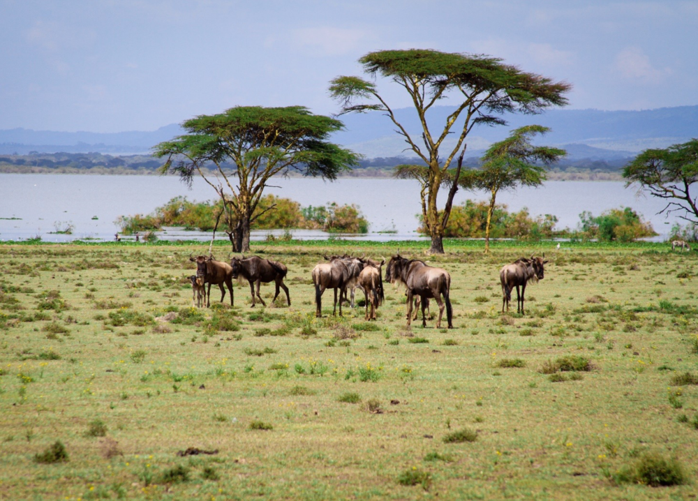 Lake Naivasha National Park Crescent Island