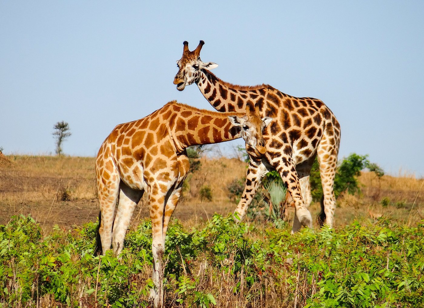 Game Drive Murchison Falls National Park