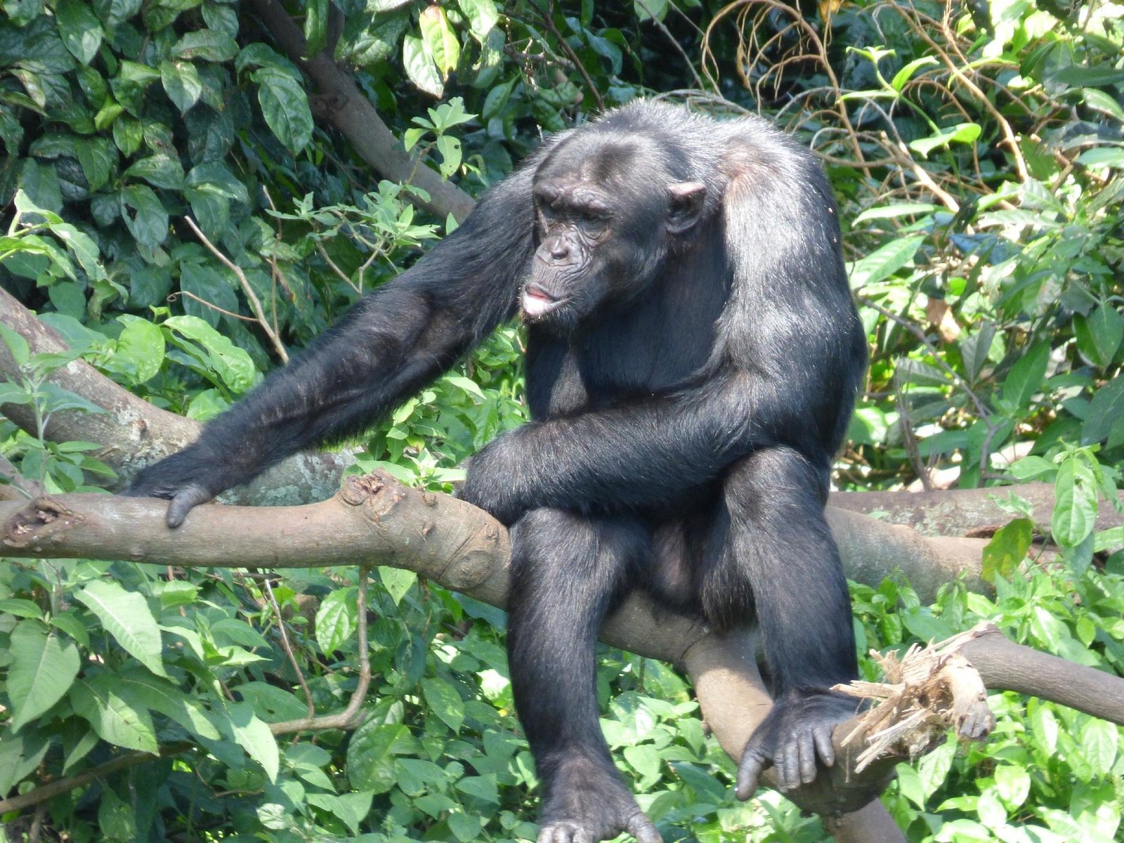 Ngamba Island Chimpanzee Sanctuary