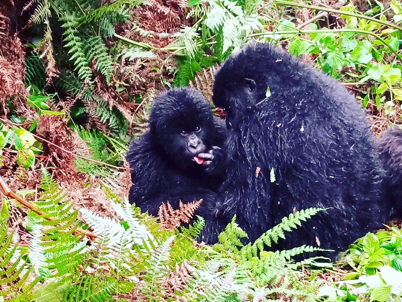 Trekking Gorillas in Mgahinga Gorilla National Park