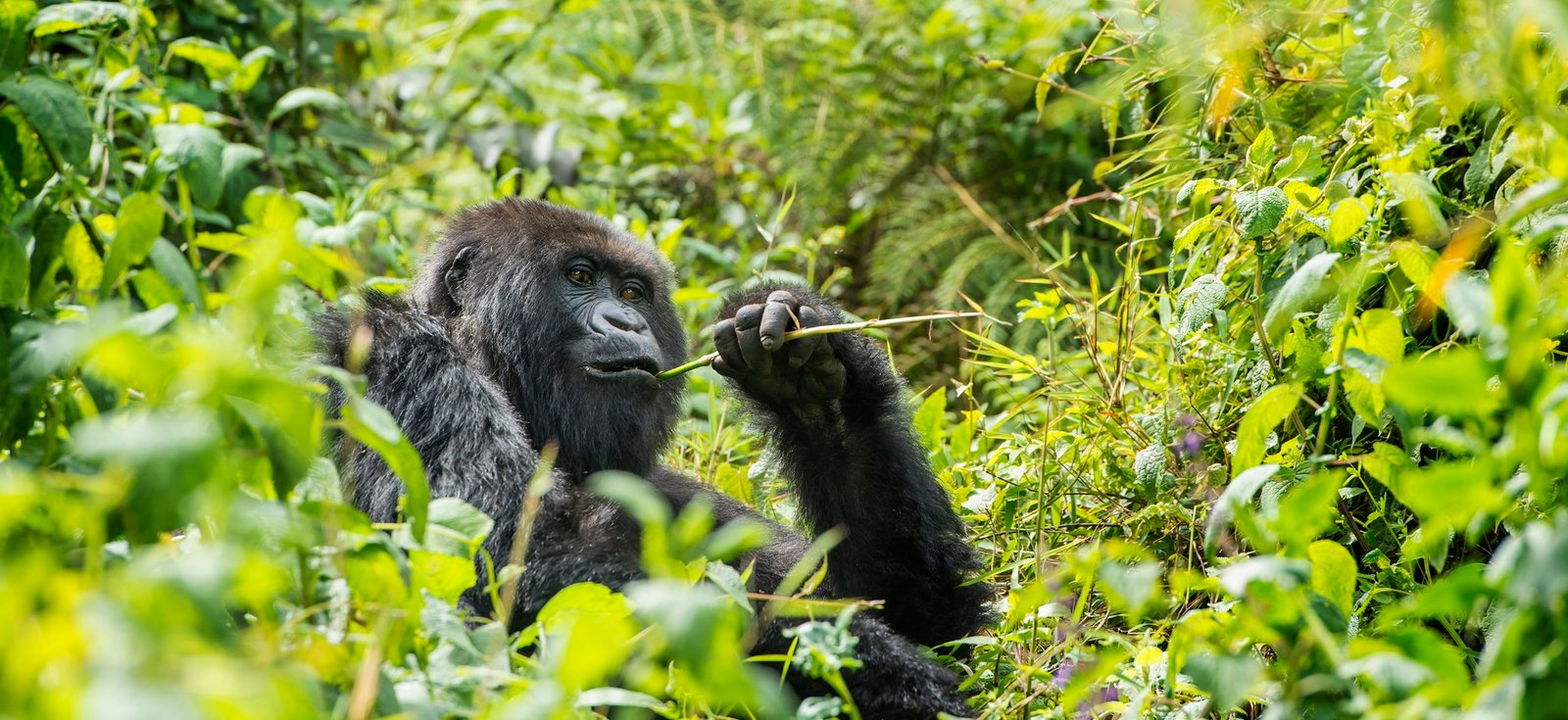 Mountain gorilla feeding habits