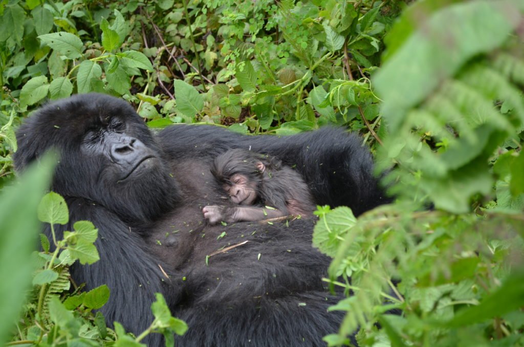 gestation period of Mountain gorillas